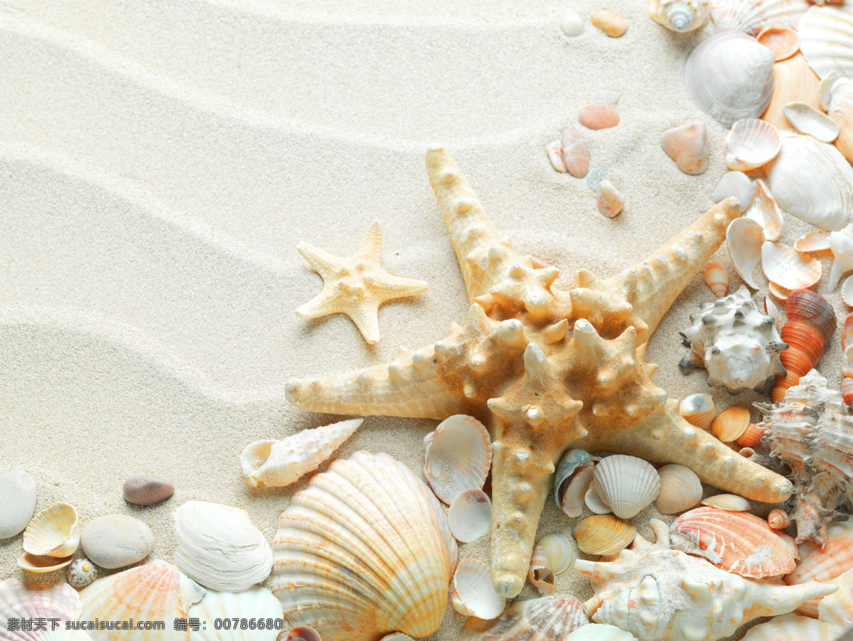 沙滩 贝壳 大海 细沙 沙滩贝壳 海星 精致 唯美 海螺 干净 大海图片 风景图片