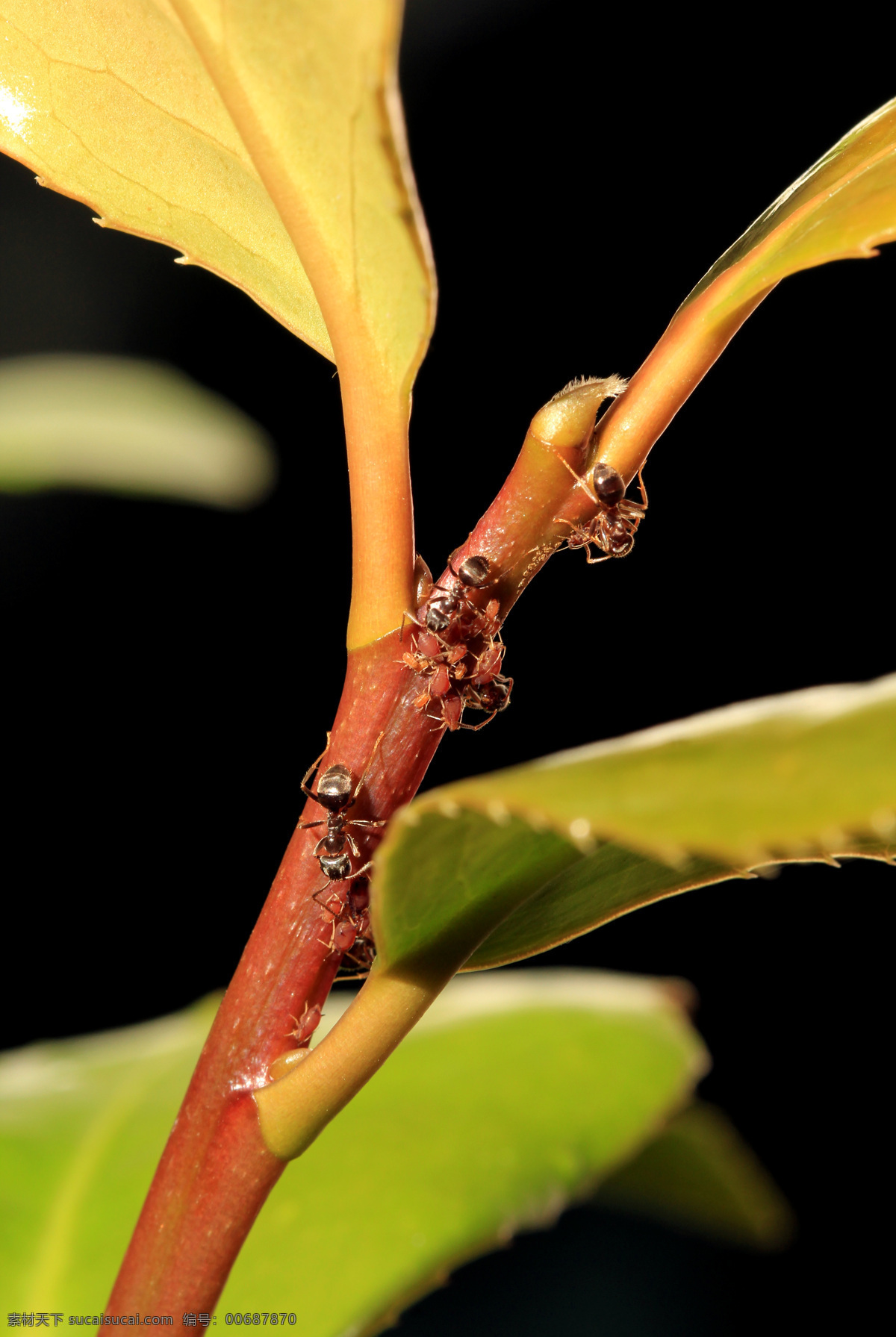 蚂蚁与蚜虫 蚂蚁 蚜虫 昆虫 生物世界 黑色