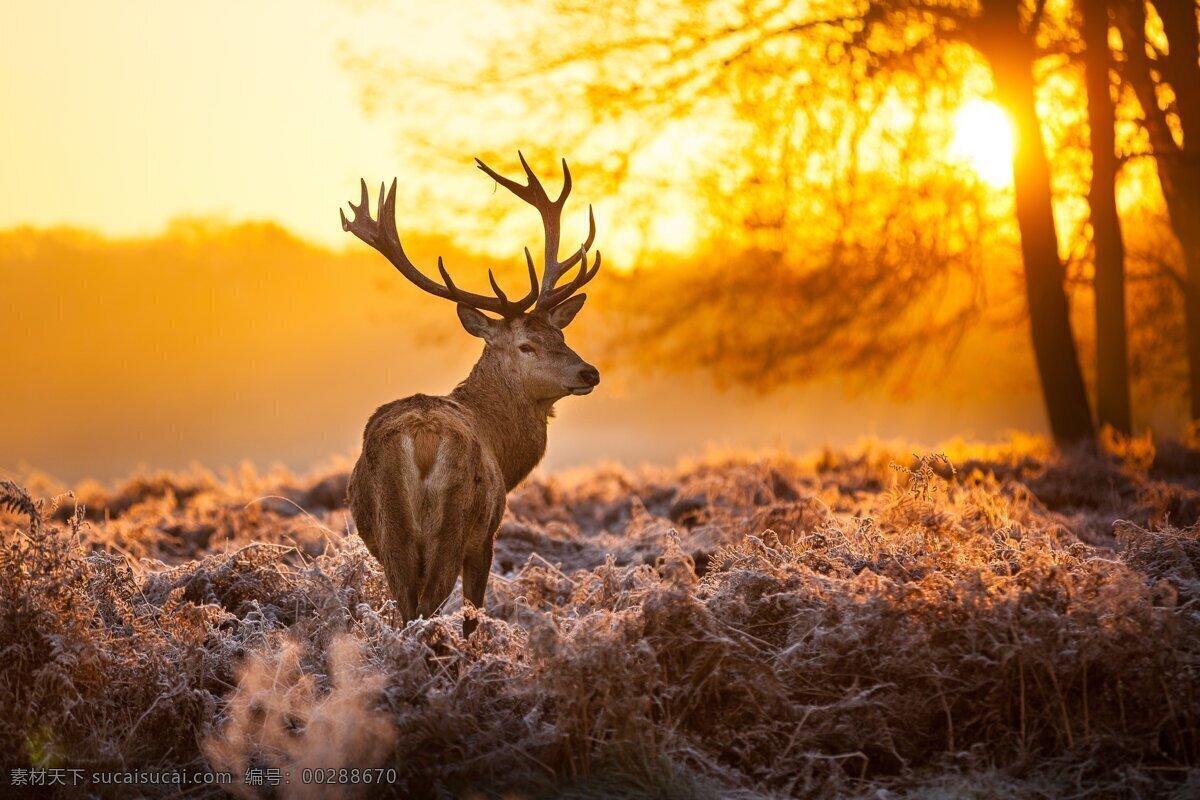 麋鹿 夕阳 景色 照片 鹿 风景 摄像 壁纸 原画 动物 生物 生物世界 野生动物