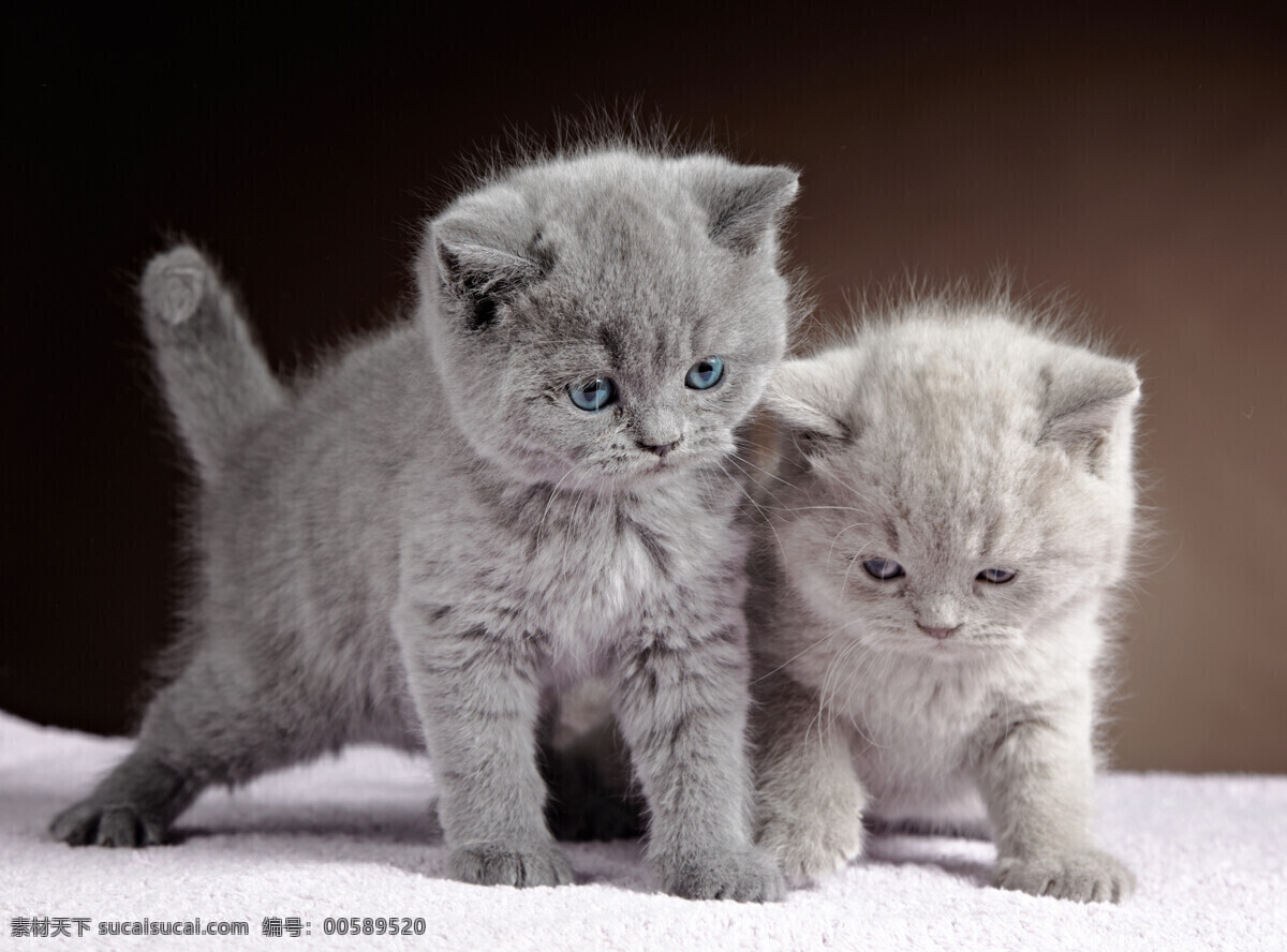 灰色 小 猫咪 小灰猫 小猫 宠物 可爱动物 萌宠 动物摄影 猫咪图片 生物世界