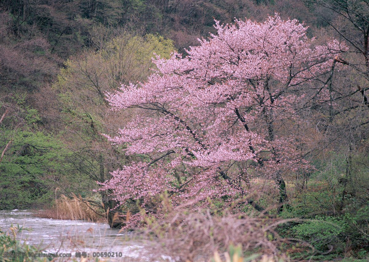 乡间 河流 美丽风景 风光 景色 美景 花草树木 流水 自然景观 山水风景 四季风景 风景图片