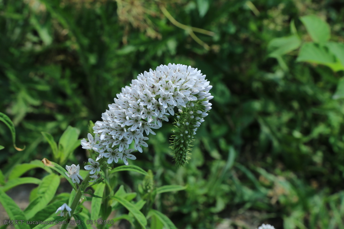 狼尾花 狼尾巴花 重穗排草 虎尾草 花卉 花儿 花草 植物 园林绿化 绿化景观 花卉大观园 生物世界