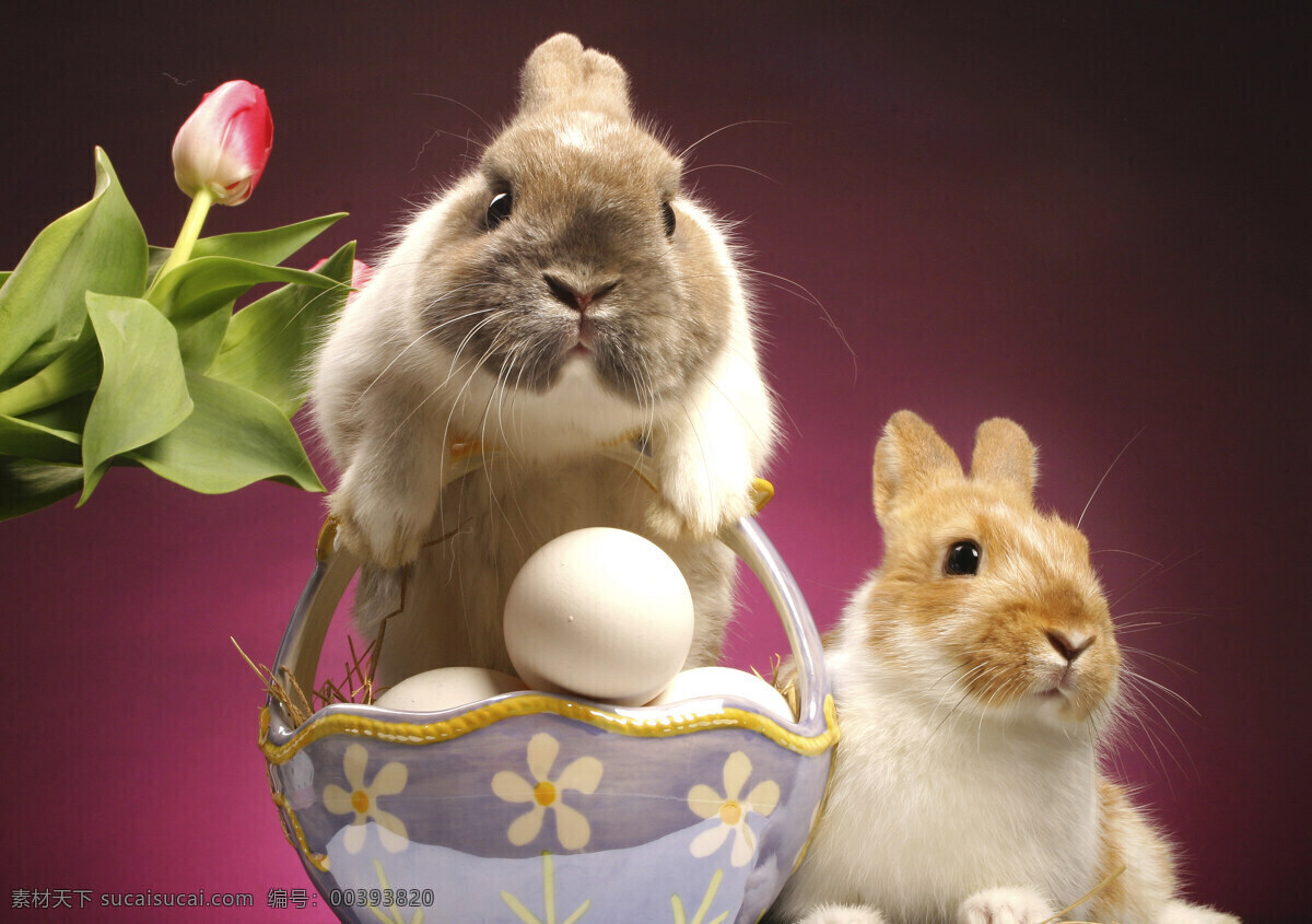 两个 篮子 里 可爱 兔子 动物 萌 鸡蛋 复活节鸡蛋 鲜花 站立 趴着 陆地动物 生物世界