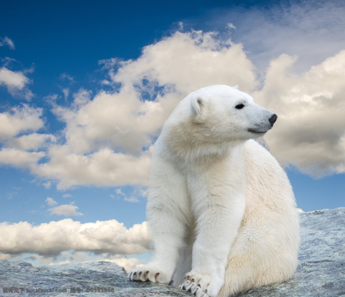 侧 头 北极熊 侧头 动物 冰面 蓝天白云 陆地动物 生物世界