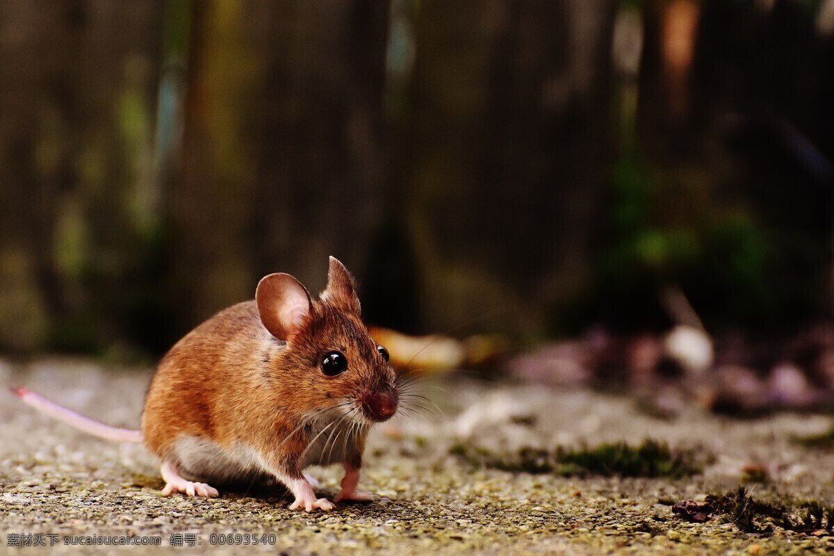 可爱小老鼠 老鼠图片 可爱老鼠 小老鼠 老鼠 觅食 蹑手蹑脚