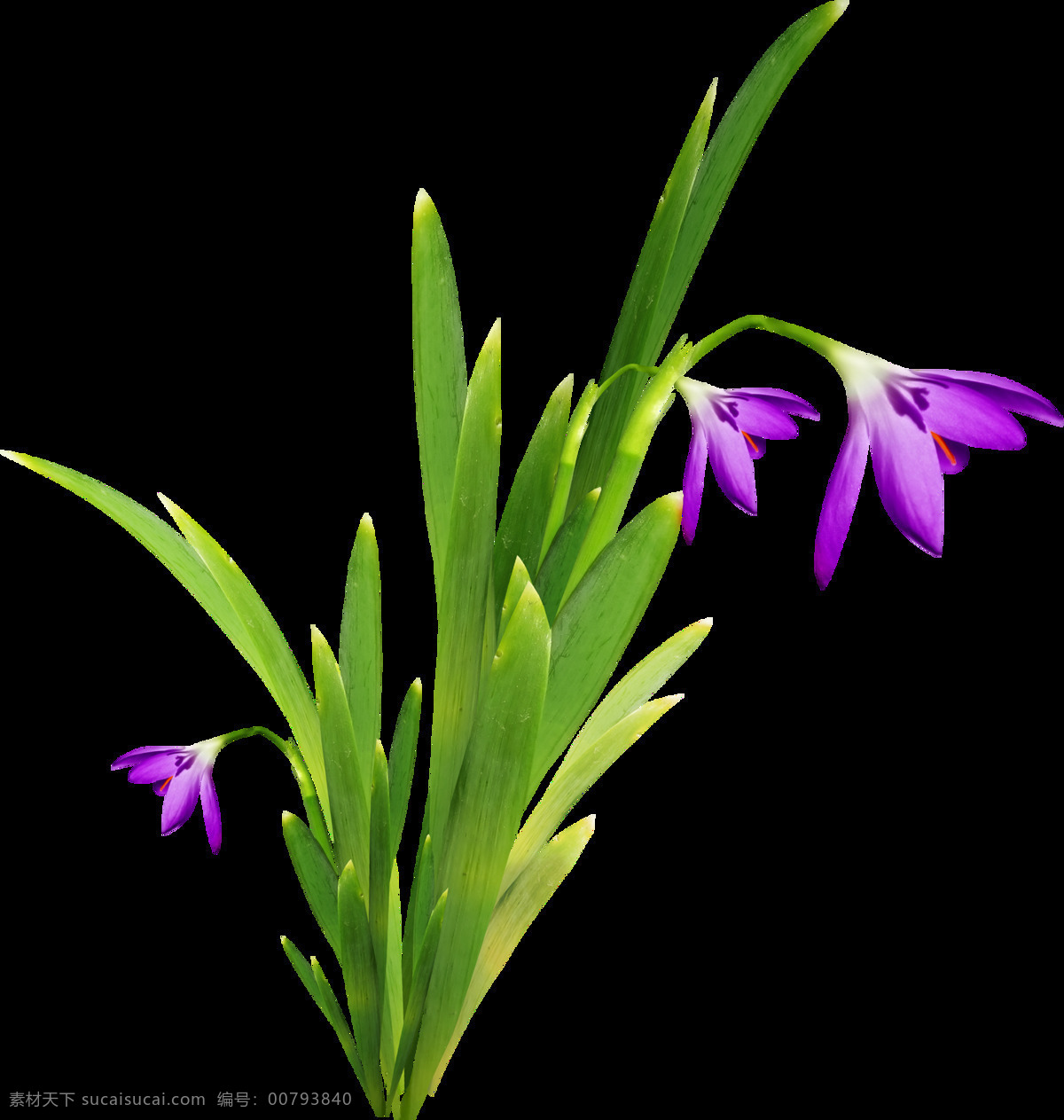 手绘 紫色 水仙花 元素 花朵 小清新 绿叶 免抠