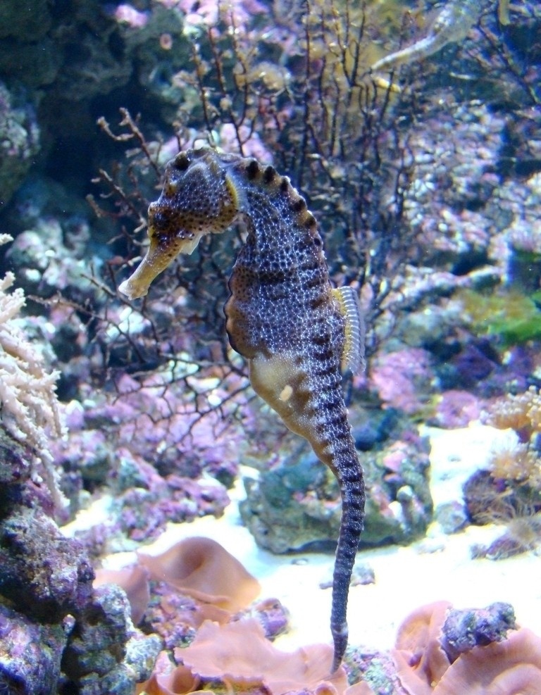 海马 动物图片 动物摄影 海洋动物 水中生物 海马图片 动物素材 水中 生物图片 专辑 鱼类 生物世界
