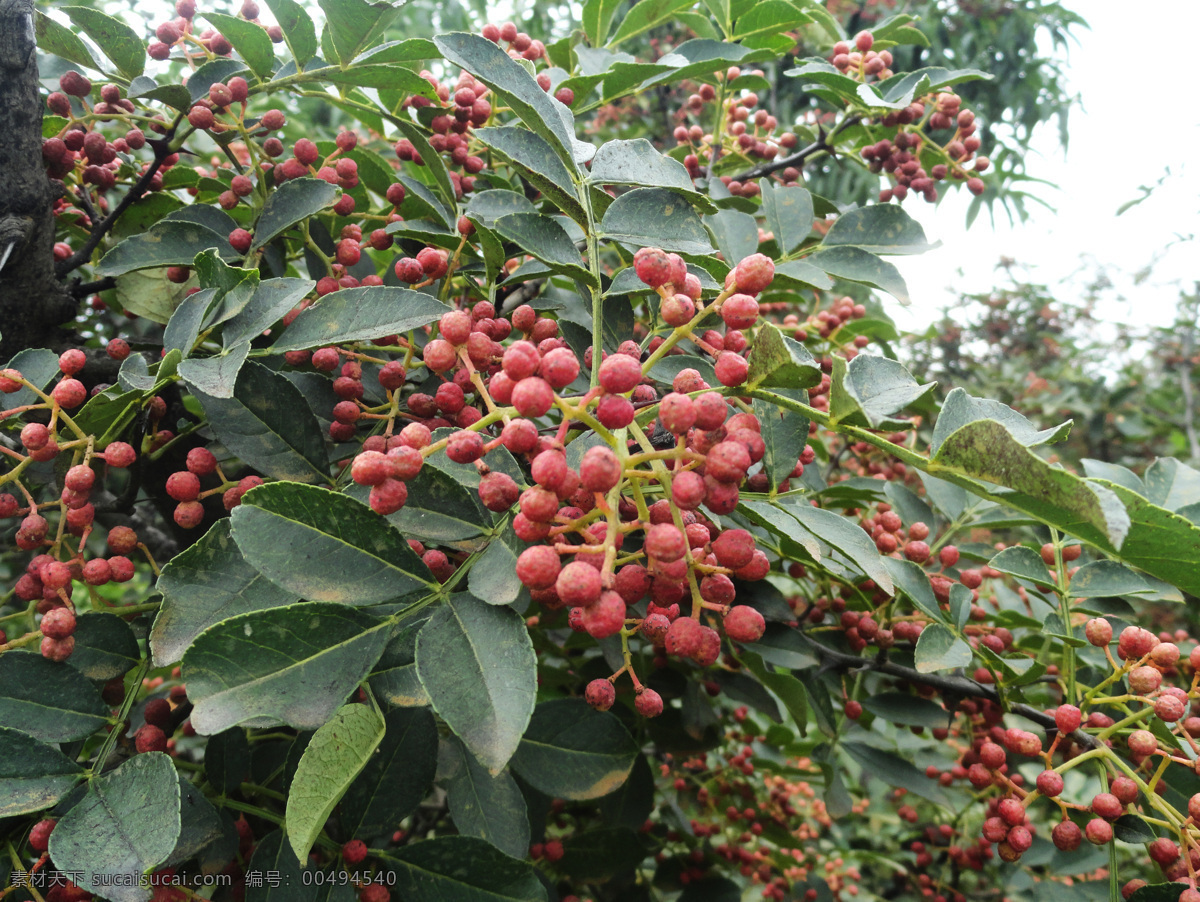 红花椒 花椒树 新鲜花椒 藤椒 花椒叶 花椒果实 花椒 生物世界 树木树叶