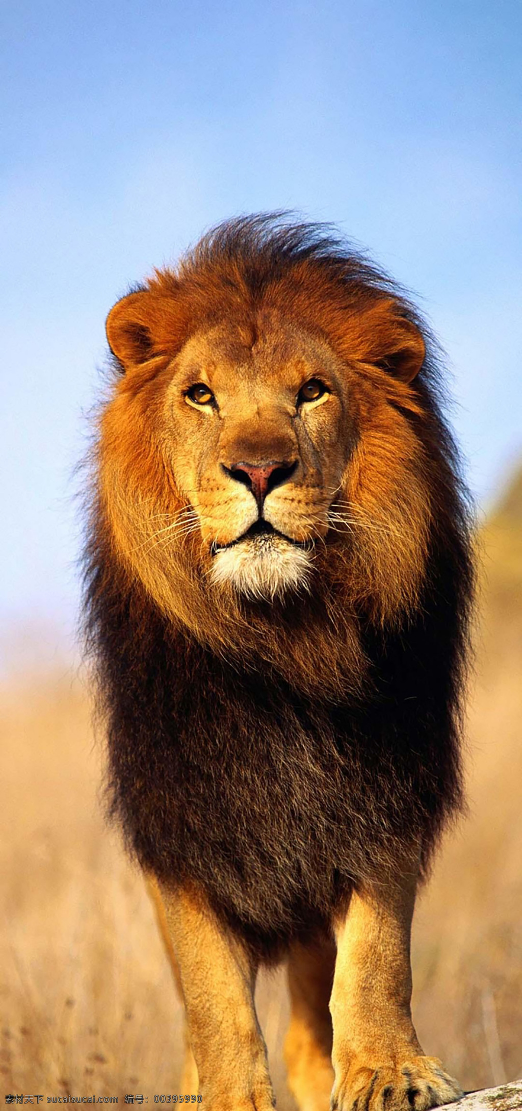 雄狮 非洲狮 非洲 草原 狮子王 野性 野生动物 动物 猫科 犬科 生物世界
