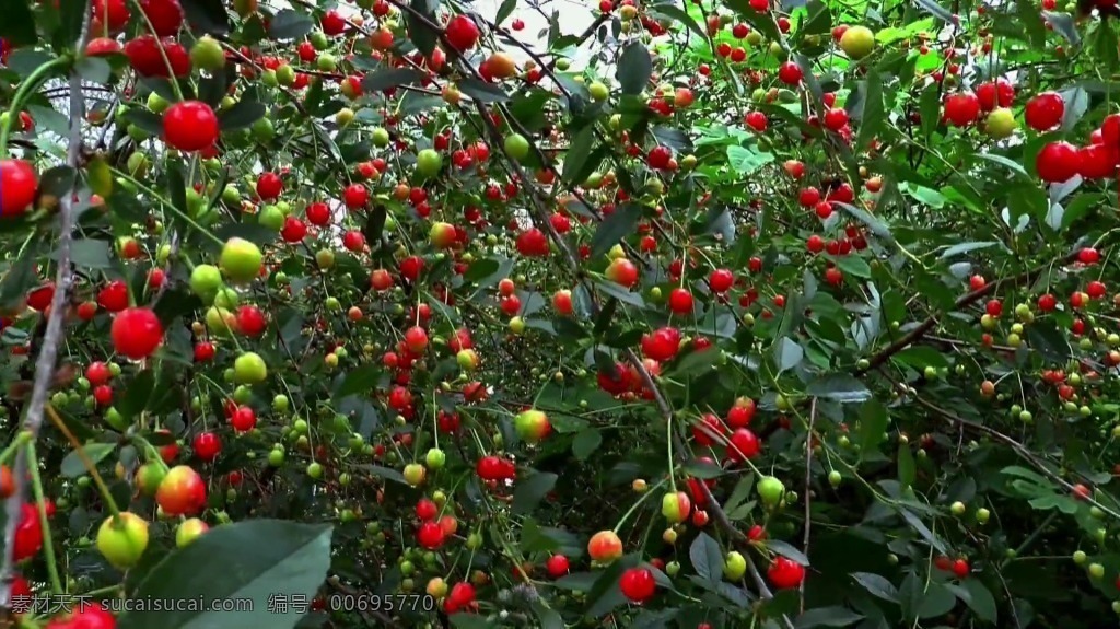 视频背景 实拍视频 视频 视频素材 视频模版 红 绿 果子 红绿果子视频 红绿果子