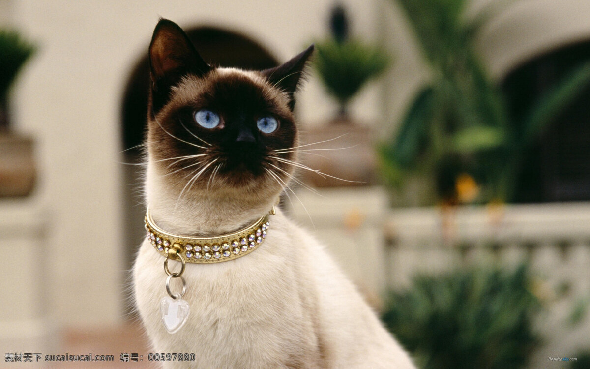 可爱 暹罗 猫 高清 猫咪 小猫 动物 家宠 宠物