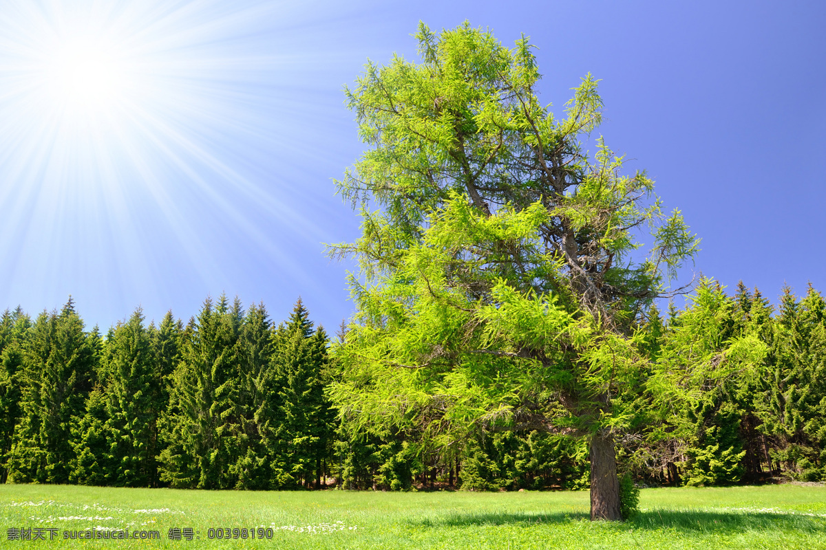 草地 上 一棵树 蓝天 阳光 太阳 树 成片的树 草坪 自然风光 山水风景 风景图片
