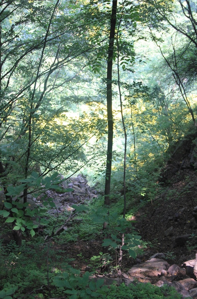 山林 原始 树林 大自然 阳光 渗透 风景 自然景观 自然风景