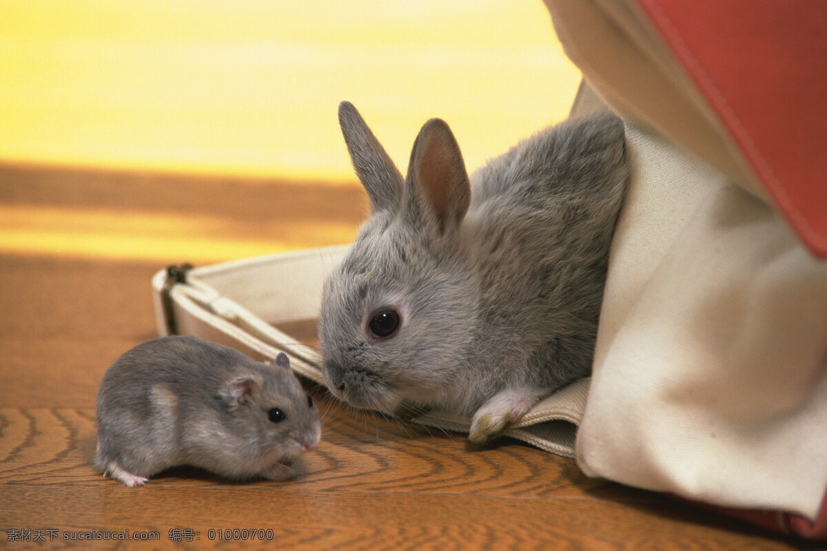 动物免费下载 动物 老鼠 老鼠图片 小老鼠 生物世界