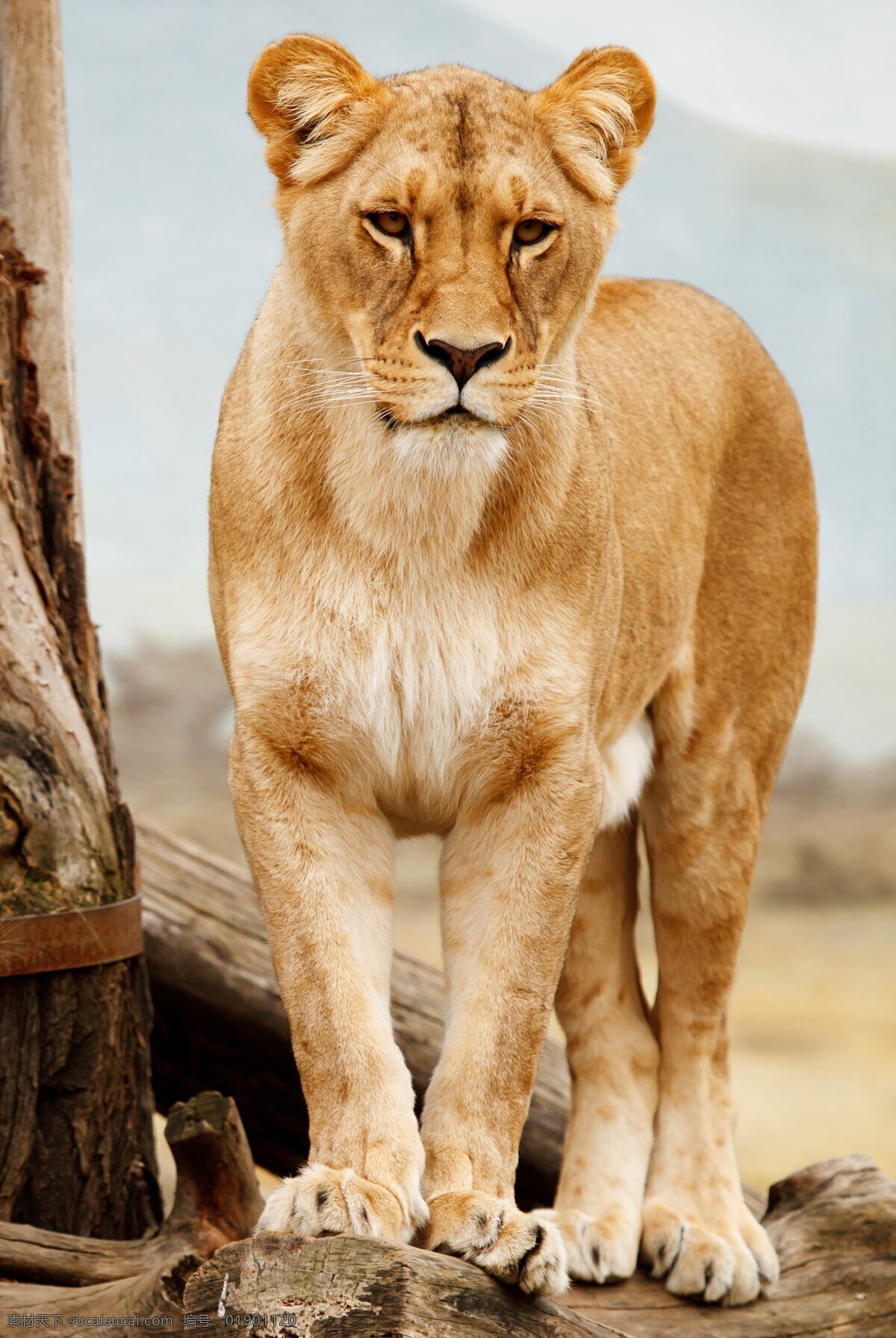猛兽 雌性 狮子 雌性狮子 摄影图片 非洲动物 动物世界 野兽图片 生物世界 野生动物