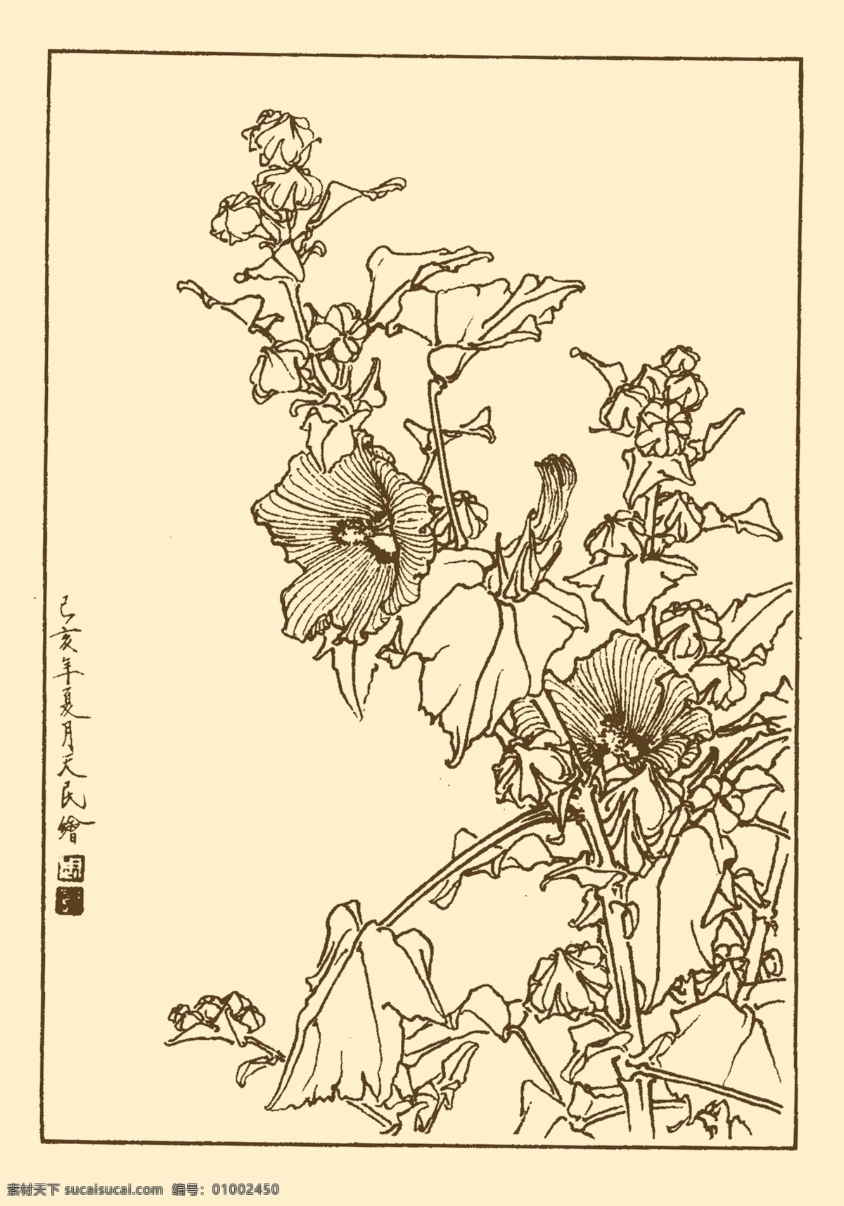 蜀葵 白描 花卉 花草 植物 国画 中国画 线画 线稿 花卉白描 分层 源文件