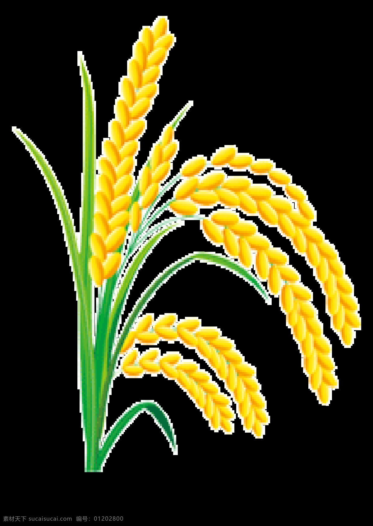金黄 麦穗 金色麦穗 小麦插画 绘画 绿色小麦 小麦穗 麦子 青麦 矢量麦子 面粉 种小麦 文化艺术 绘画书法