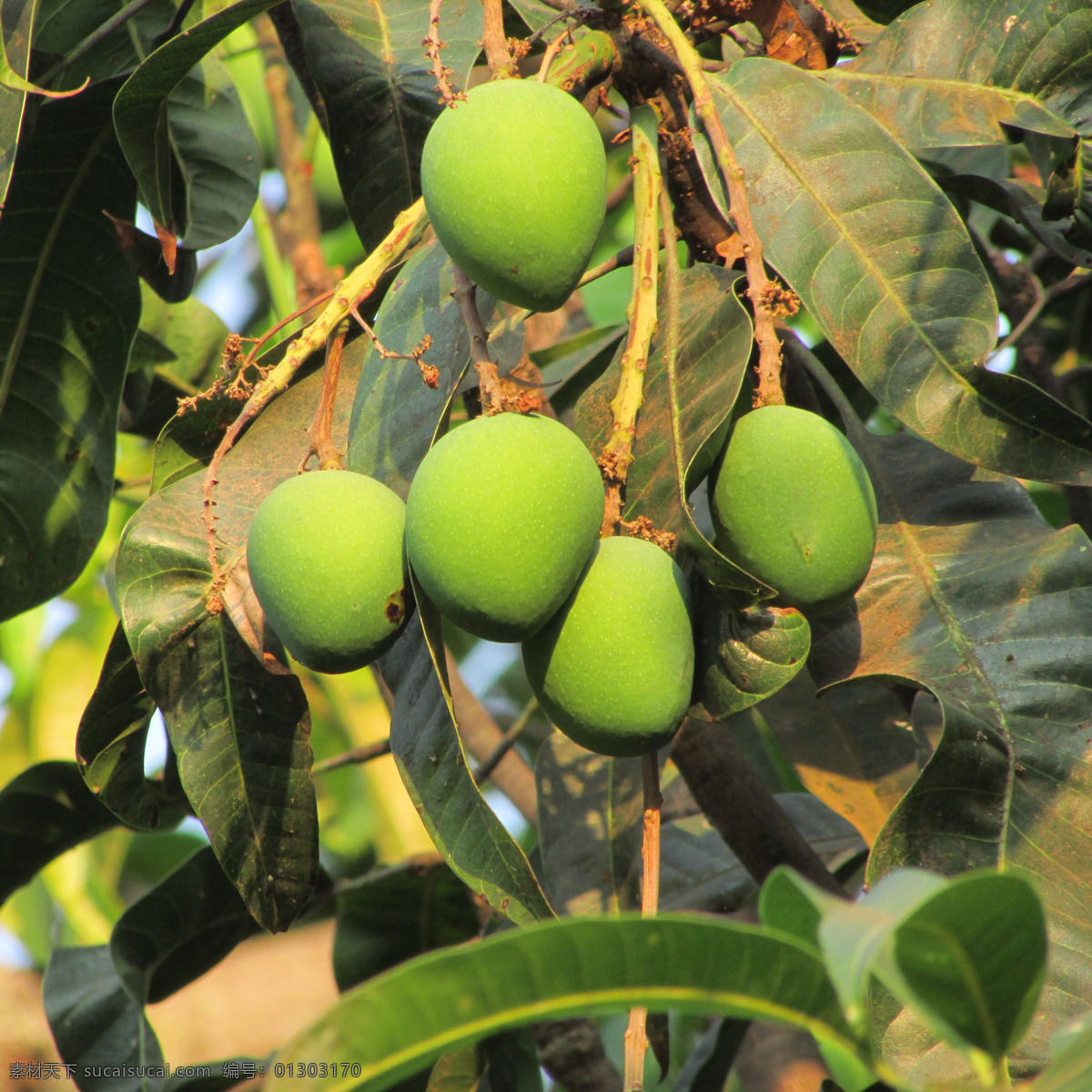 树上 青 芒果 树上的青芒果 青芒果 有机水果 绿色水果 农产品 经济作物 种植业 生态农业 农业 果园 生物世界 水果