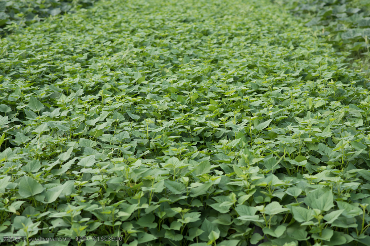 红薯叶 红薯地 蔬菜基地 菜地 农场 蔬菜 农作图片 种菜 有机菜地 菜农 松岗菜博士 自然风景拍摄 自然景观 田园风光