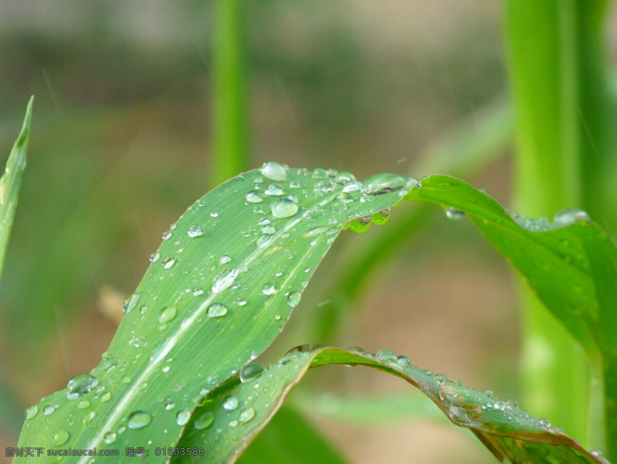 高粱 叶子 滴水 花草 绿叶 摄影图库 生物世界 树叶 水滴 高粱叶子 水珠
