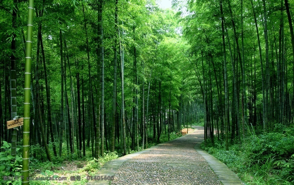 竹林间小道 竹林 小路 茂密 旅游摄影 自然风景