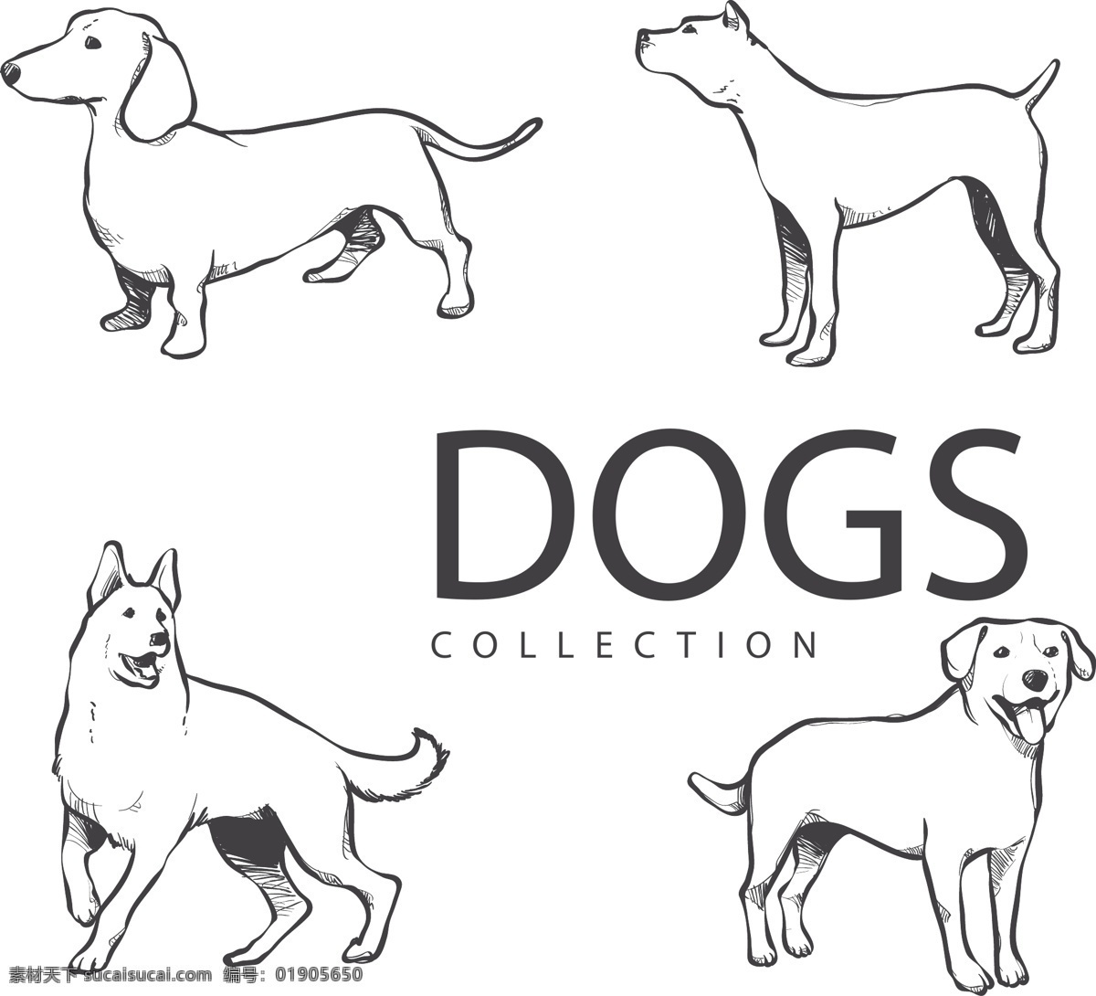 插画 柴犬 动物 狗 狗年 卡通 卡通狗 可爱 可爱宠物 犬 手绘 种 不同 品种