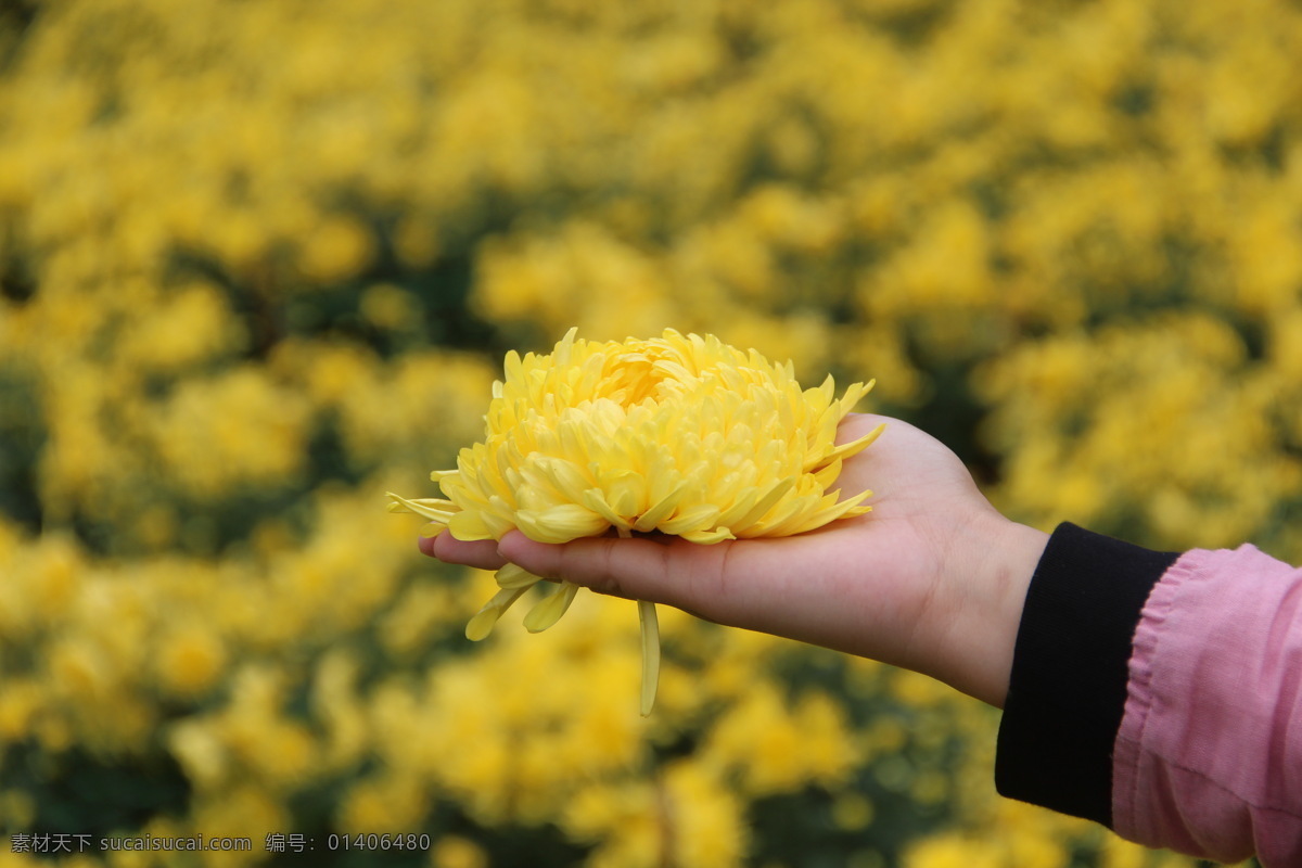 手中菊花 金丝皇菊 黄山菊花 徽州皇菊 黄菊花 花茶 雨后菊园 花草茶 生物世界 花草