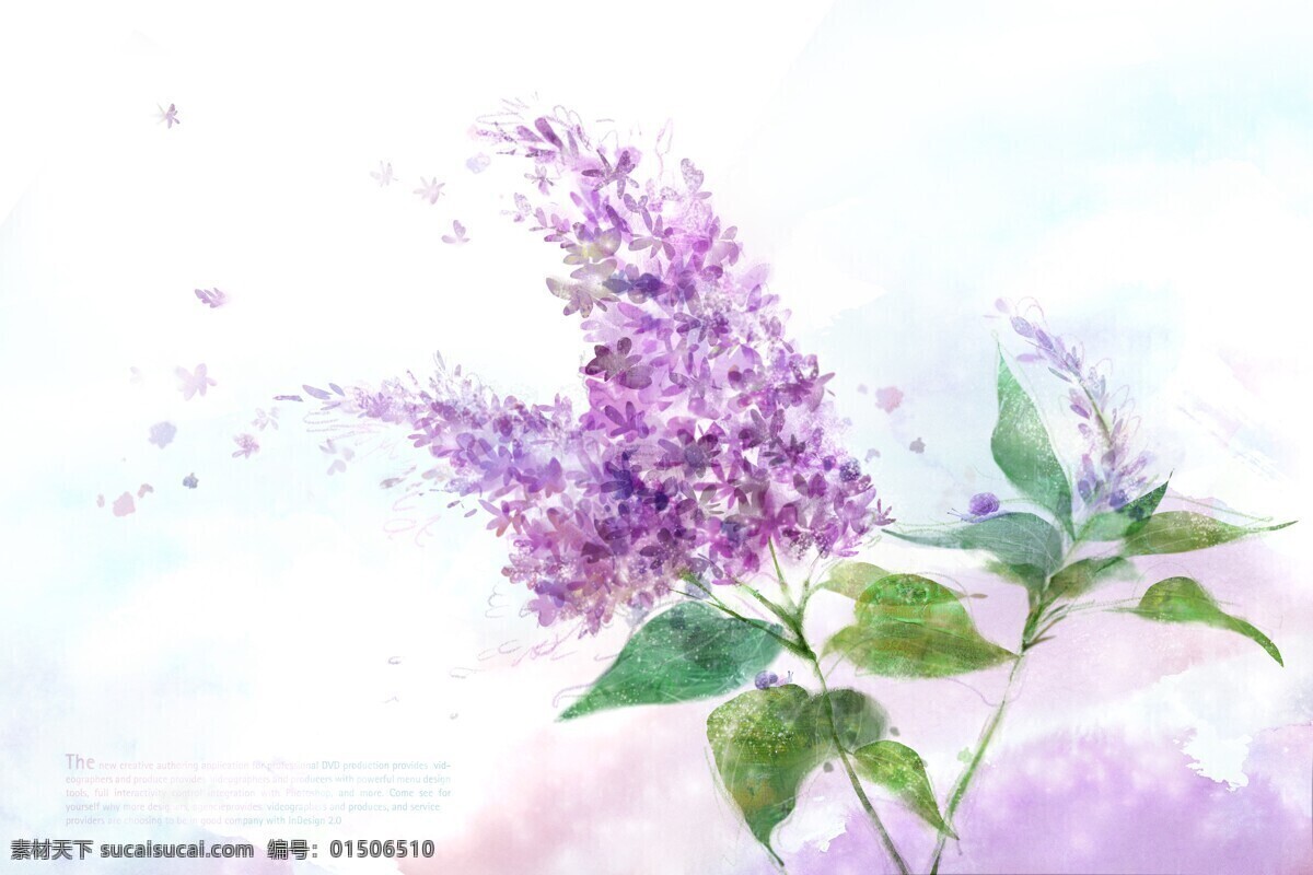 薰衣草特写 薰衣草花 薰衣草种子 薰衣草摄影 薰衣草图 浪漫薰衣草 紫色薰衣草 薰衣草园 薰衣草基地 薰衣草庄园 蓝天 生物世界 花草 文化艺术 绘画书法