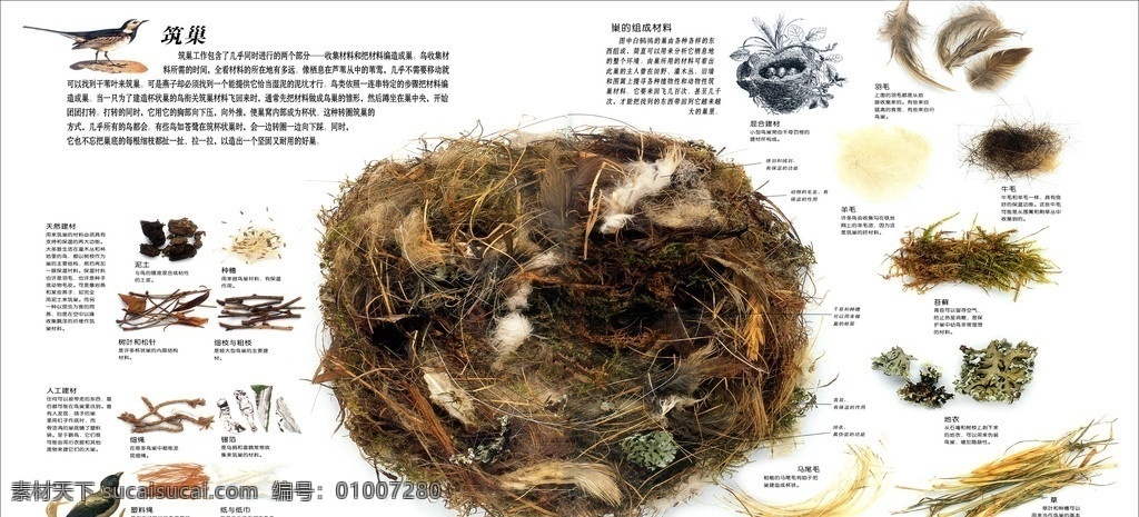 鸟的生存 鸟类 鸟窝 动物 展板模板 广告设计模板 源文件
