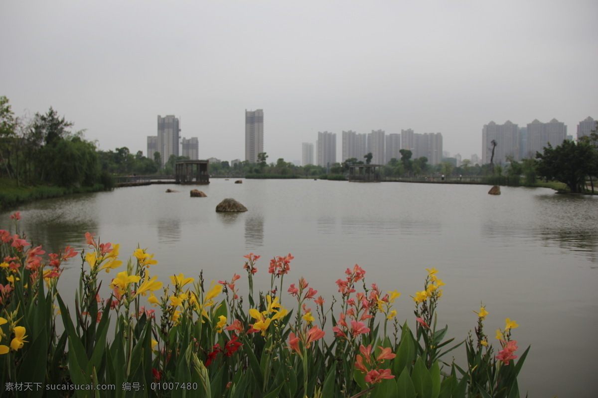 美人蕉 小花美人蕉 小芭蕉 漳州碧湖 生态园 漳州 碧湖生态园 自然景观 田园风光