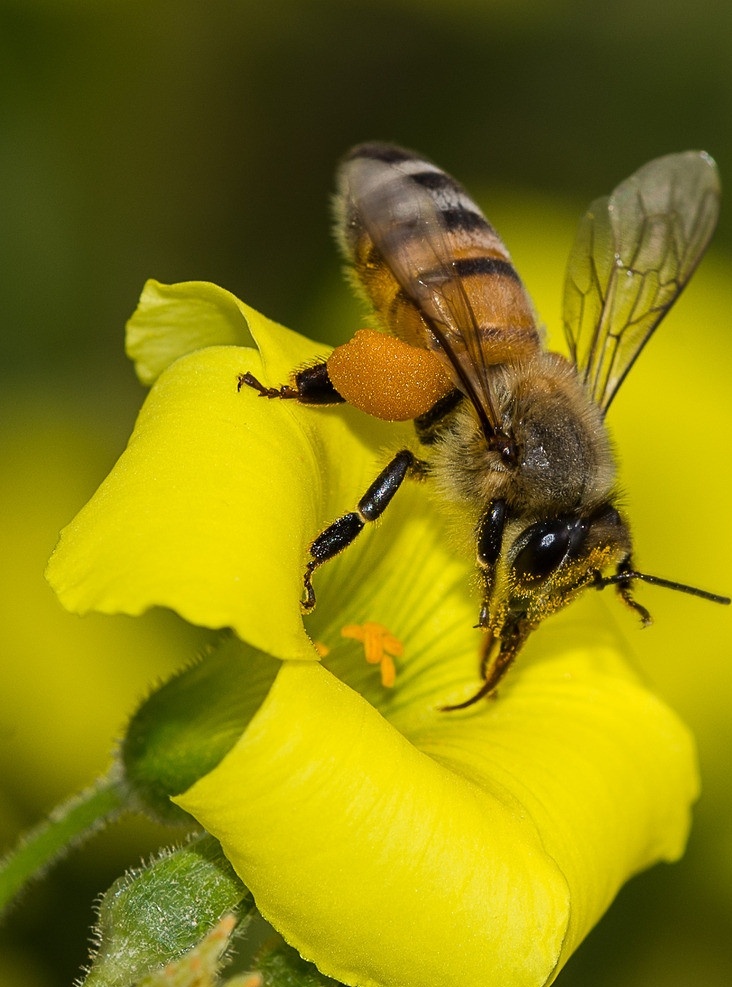 蜜蜂采蜜 蜜蜂 采蜜 花蕊 花朵 花草 特写 生物世界 昆虫