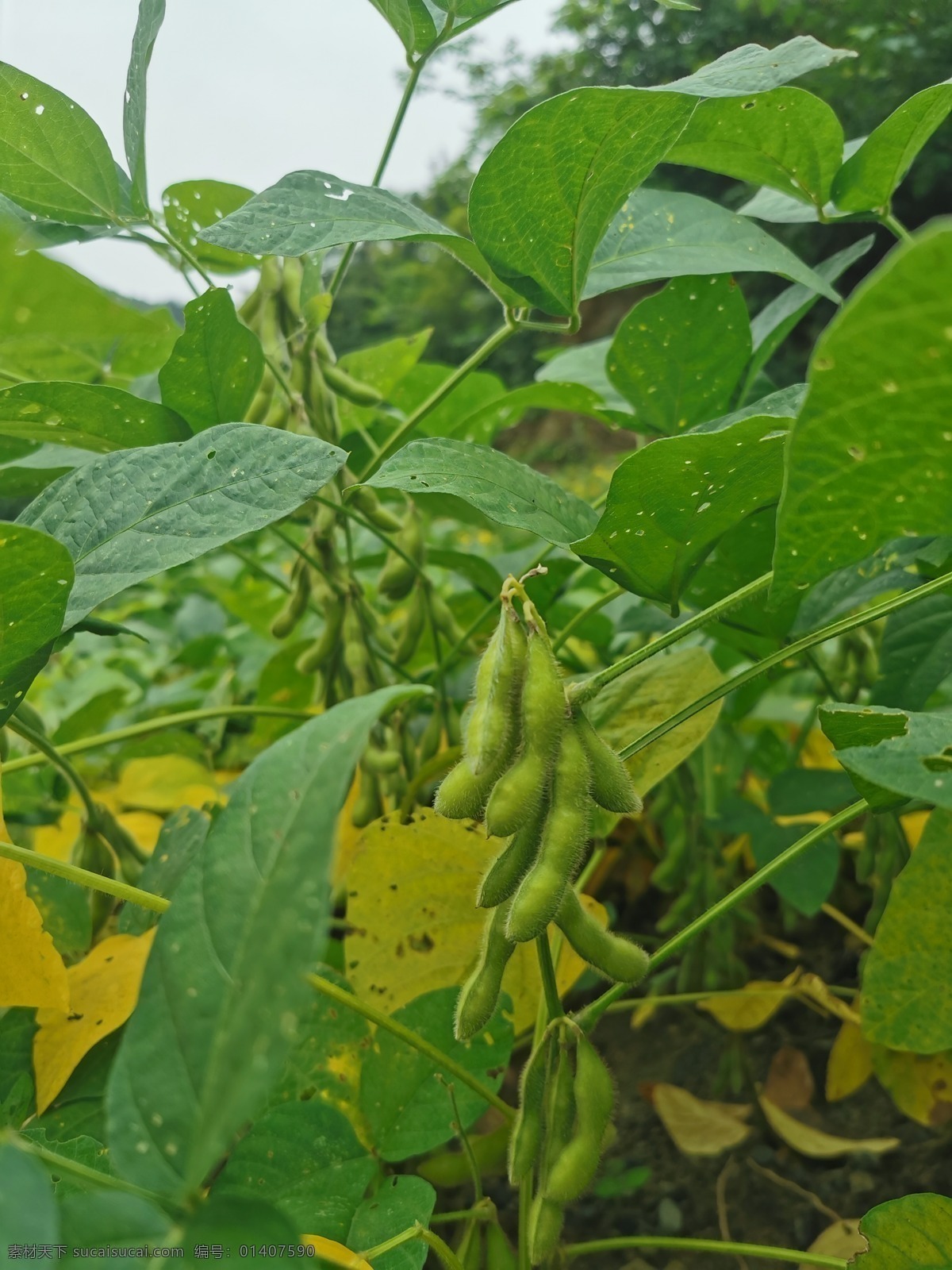 毛豆 农业 农产品 农作物 大豆 大豆荚 庄稼地 果实 植株 粮食 菜地 豆类 豆荚 黄豆荚 自然景观 田园风光