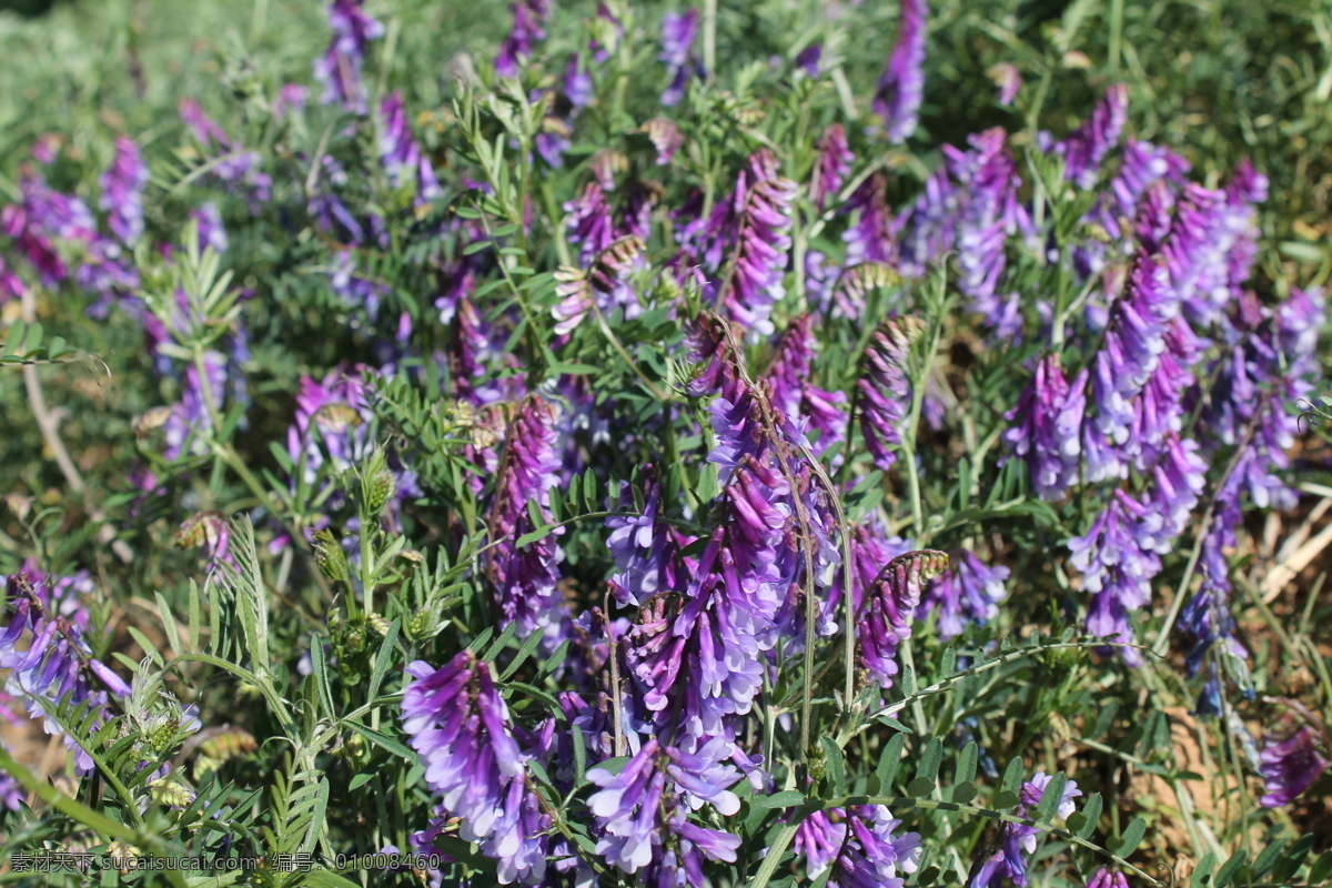 紫花苜蓿 紫 苜蓿 苜蓿素材下载 花 紫色 摄影素材 苜蓿草 绿色背景 摄影花 花草 生物世界
