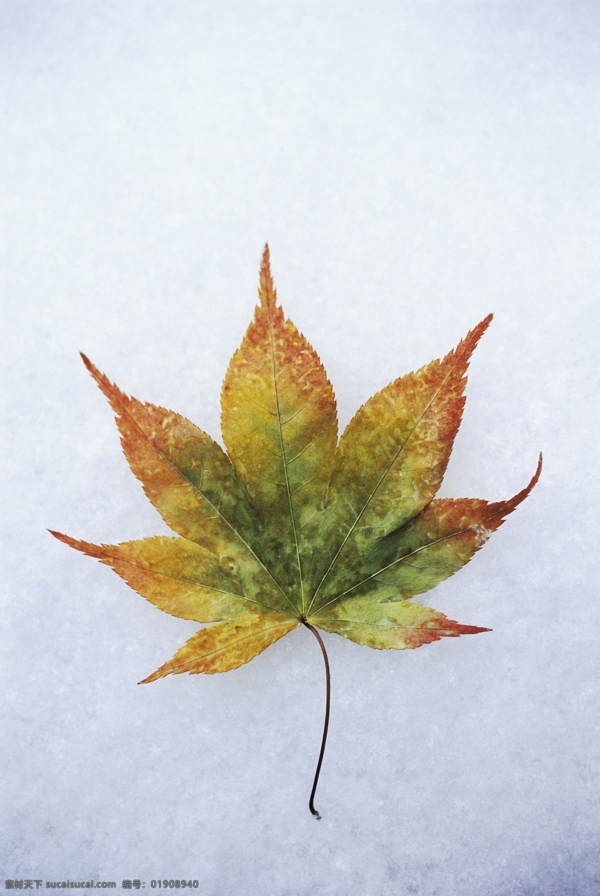雪地 上 枫叶 积雪 落叶 叶子 树叶 风景 摄影图 高清图片 花草树木 生物世界