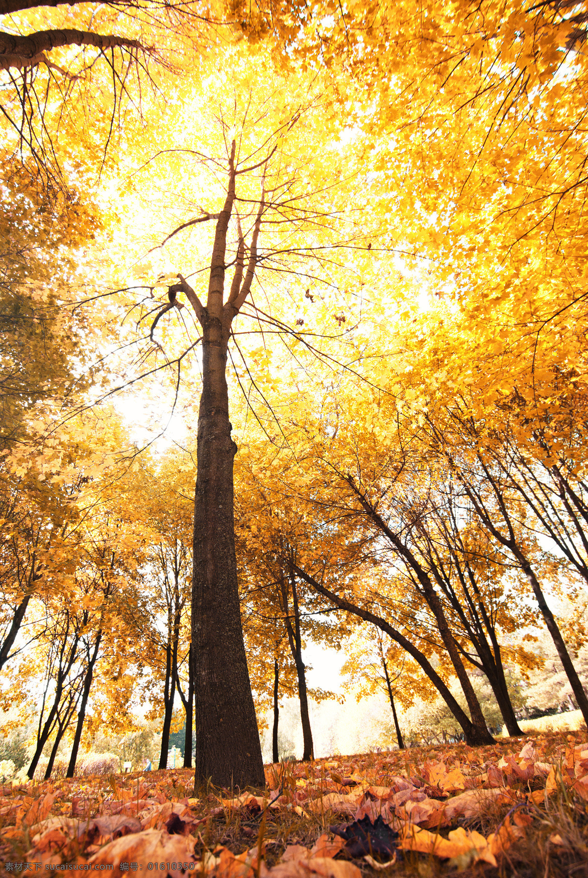 秋天 树林 风景摄影 枫 风景 枫叶 落叶 黄叶 秋天树林风景 秋季美景 美丽风景 秋季景色 自然风景 自然景观 黄色