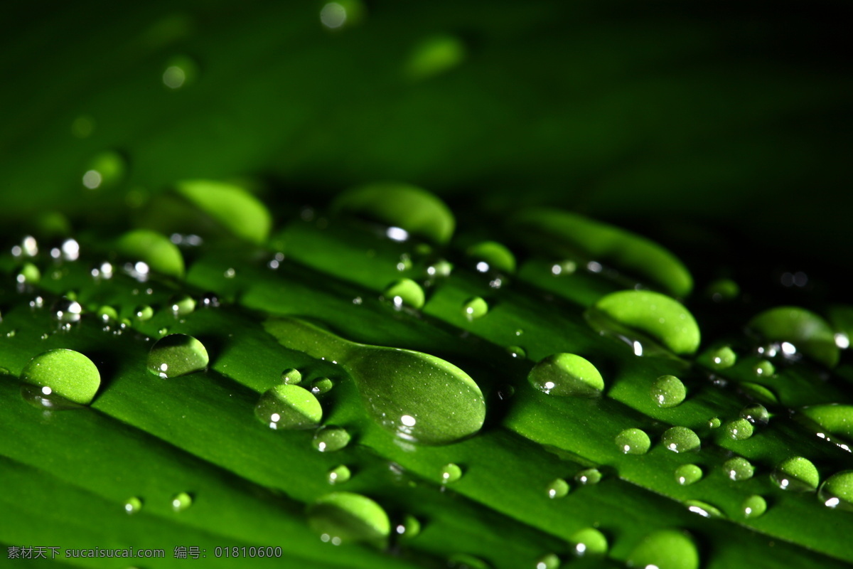 露水 绿色 绿叶 清新 生物世界 树木树叶 水滴 水珠 透明 高清水滴 psd源文件