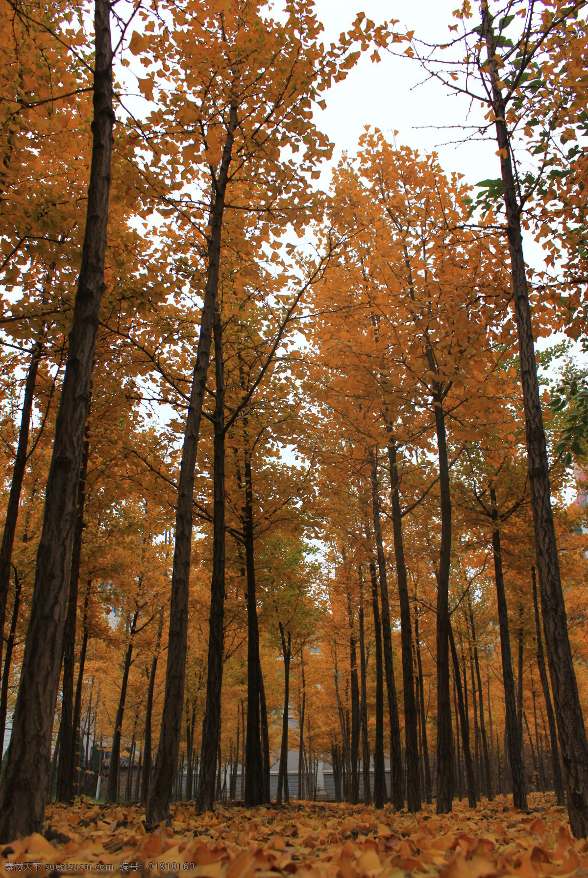 秋天的树叶 黄色 叶子 纵向 银杏树 落叶 银杏叶 自然风景 自然景观