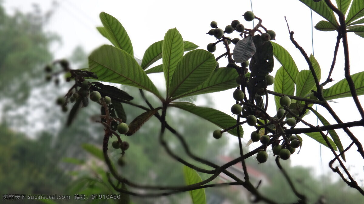 枇杷树 枇杷果 枇杷叶 树枝 树叶 水果 生物世界