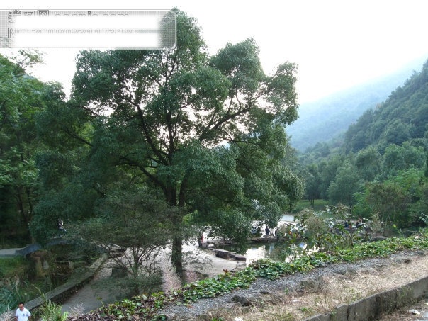 树免费下载 草 杭州 旅游摄影 绿色植物 山 摄影图 树 富阳 黄公望风景 杭州旅游 风景图片 风景 生活 旅游餐饮