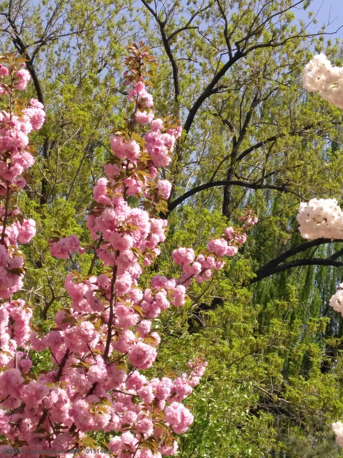 樱花 满园春色 花枝 玉渊潭樱花节 玉渊潭春色 树干 花朵 春色 花卉 花儿 花骨朵 花草 树枝 枝叶 园林景观 绿化景观 罂粟虞美人 生物世界