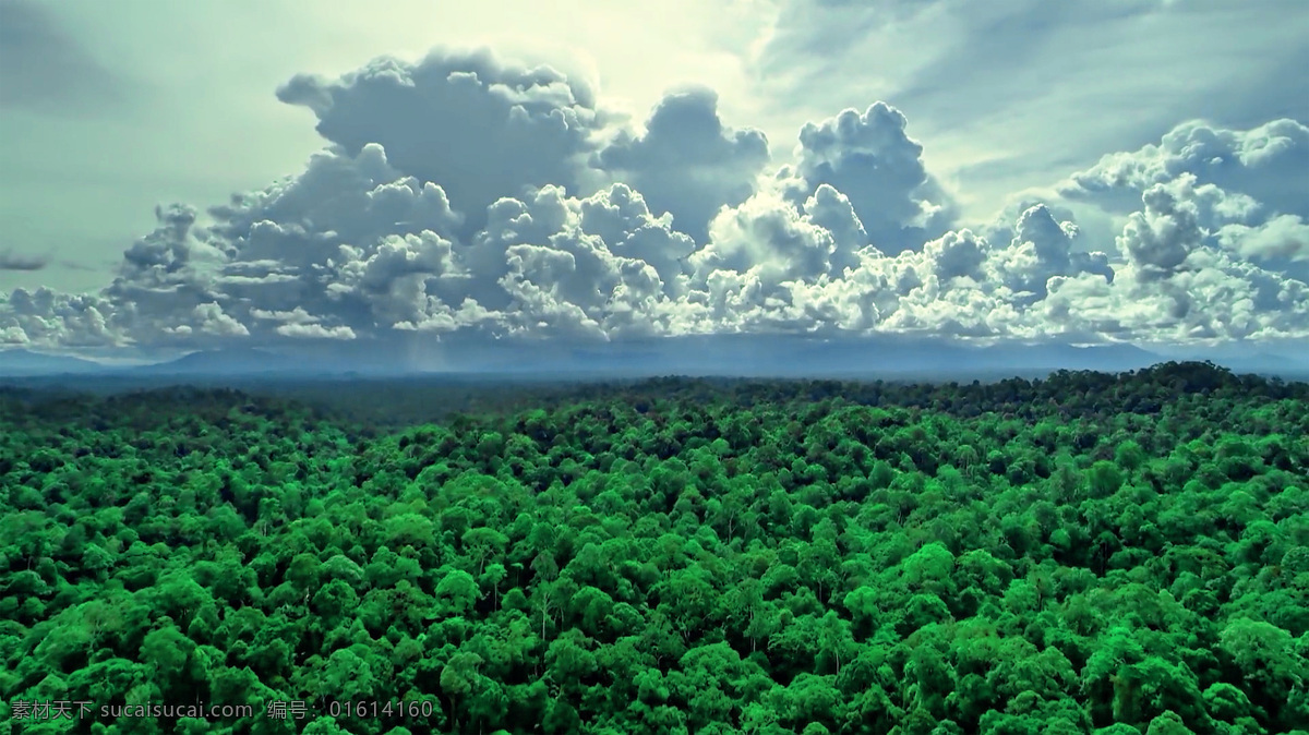 蓝天绿树 蓝天 天空 白云 云层 阳光 树木 森林 绿色 大自然 苍翠 绿海 自然景观 摄影图片 自然风景