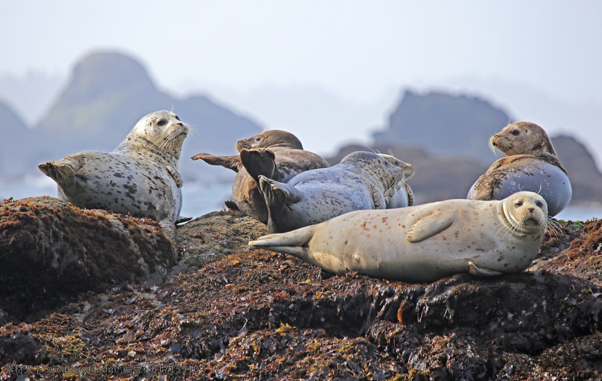 哺乳动物 海狮 海洋 野生动物 水 动物 自然