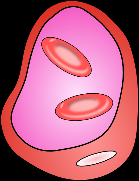 红细胞 红 血细胞 剪辑 艺术 红色 夹子 细胞 血 红细胞的红色 红色的血 细胞的夹子 卡通 免费 矢量动画 红细胞游离 载体细胞夹 矢量图 花纹花边