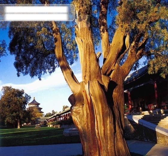 阳光 沐浴 下 大树 植物 自然景观 风景 生活 旅游餐饮