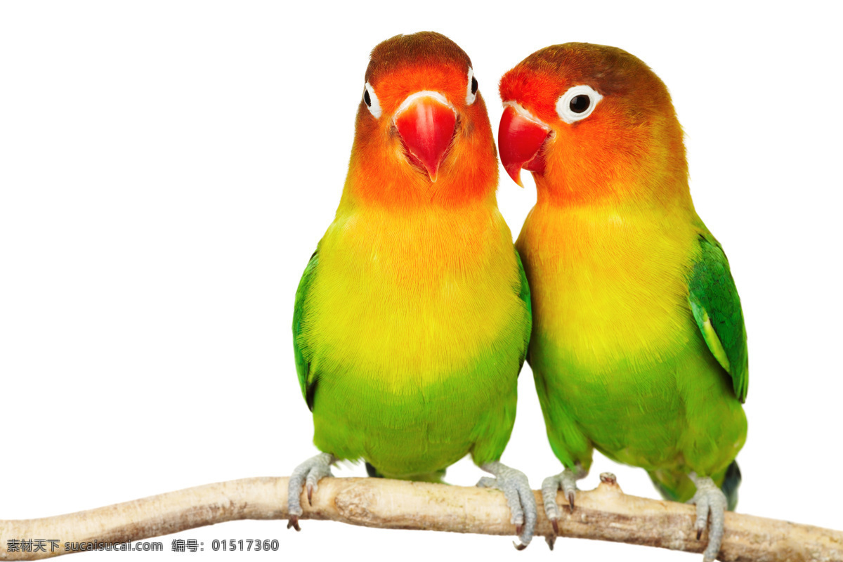 枝头 上 小 鹦鹉 parrots 飞鸟 生物 色彩 高清图片 树枝 小鹦鹉 两只鹦鹉 空中飞鸟 生物世界
