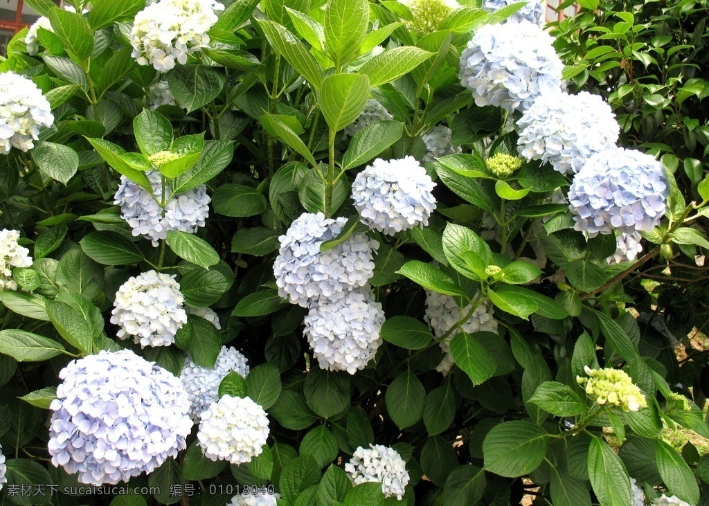 鲜花 树叶 绣球花 八仙花 花草 生物世界