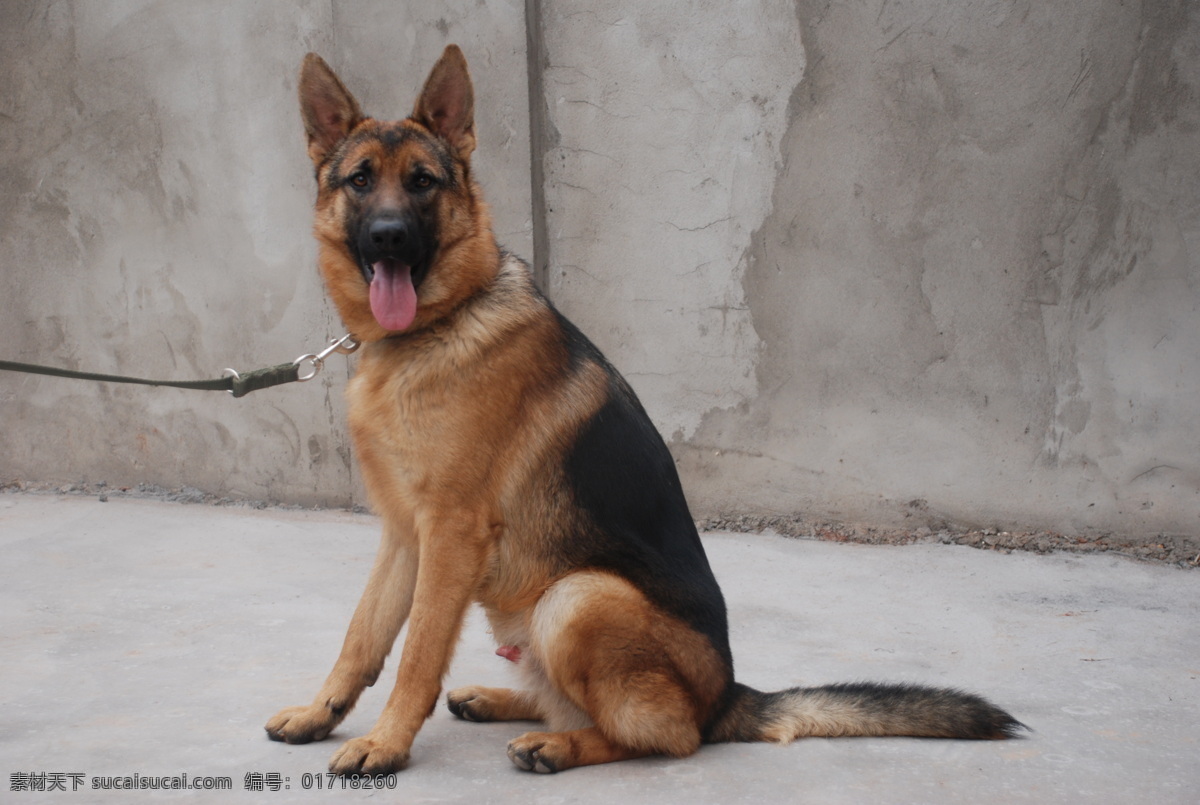 警犬 德国牧羊犬 德牧 家禽家畜 生物世界