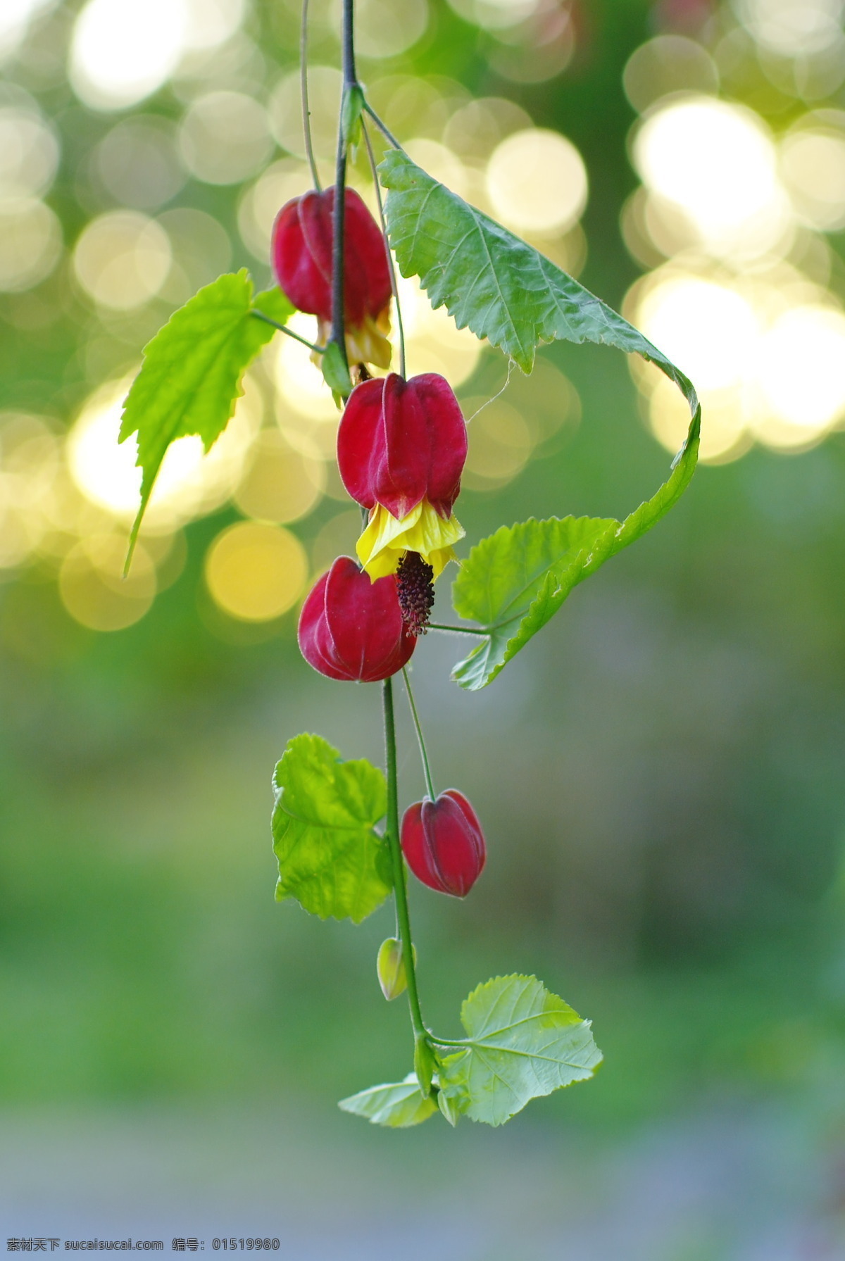 红姑娘 背景 叶子 特写 红色 果实 摄影图库 果树果实 水果 生物世界