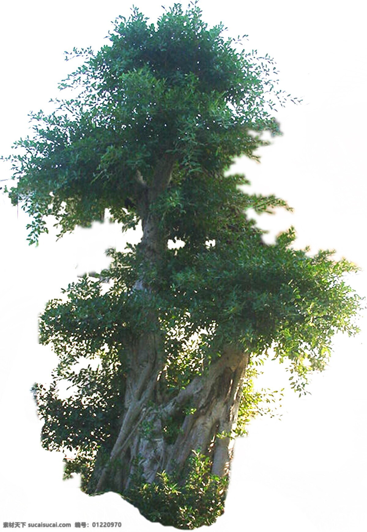 植物 贴图素材 jpg1006 设计素材 建筑装饰 白色