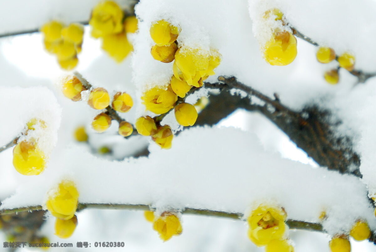 黄色 腊梅花 黄色花朵 鲜花 花朵 梅花